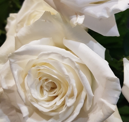 LES JOLIES CHOSES Fleuriste Nantes Bouquet De Roses Blanches 1