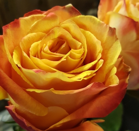 LES JOLIES CHOSES Fleuriste Nantes Bouquet De Roses Orange 1