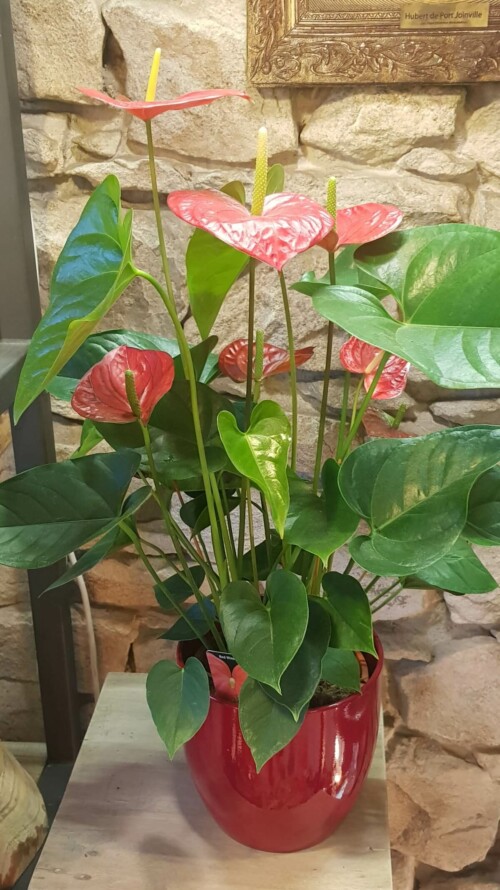 Les Jolies Choses Fleuriste Nantes Anthurium Rouge