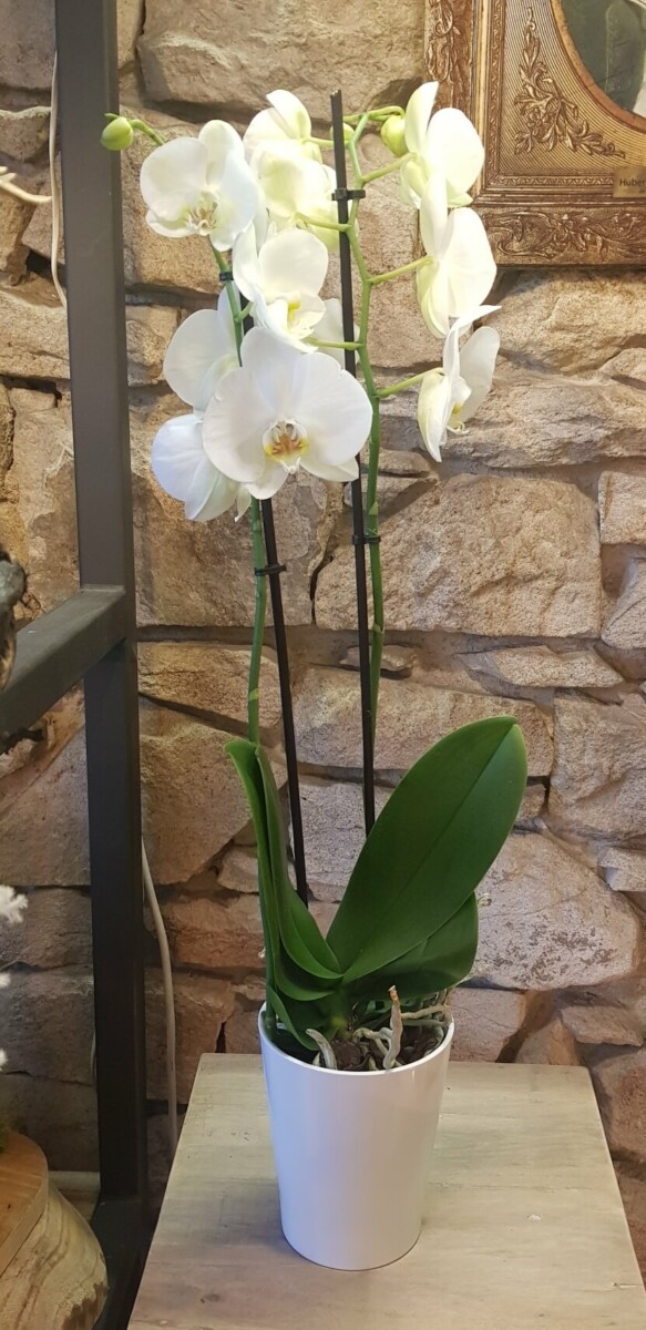 Les Jolies Choses Fleuriste Nantes Phalaenopsis Blanc