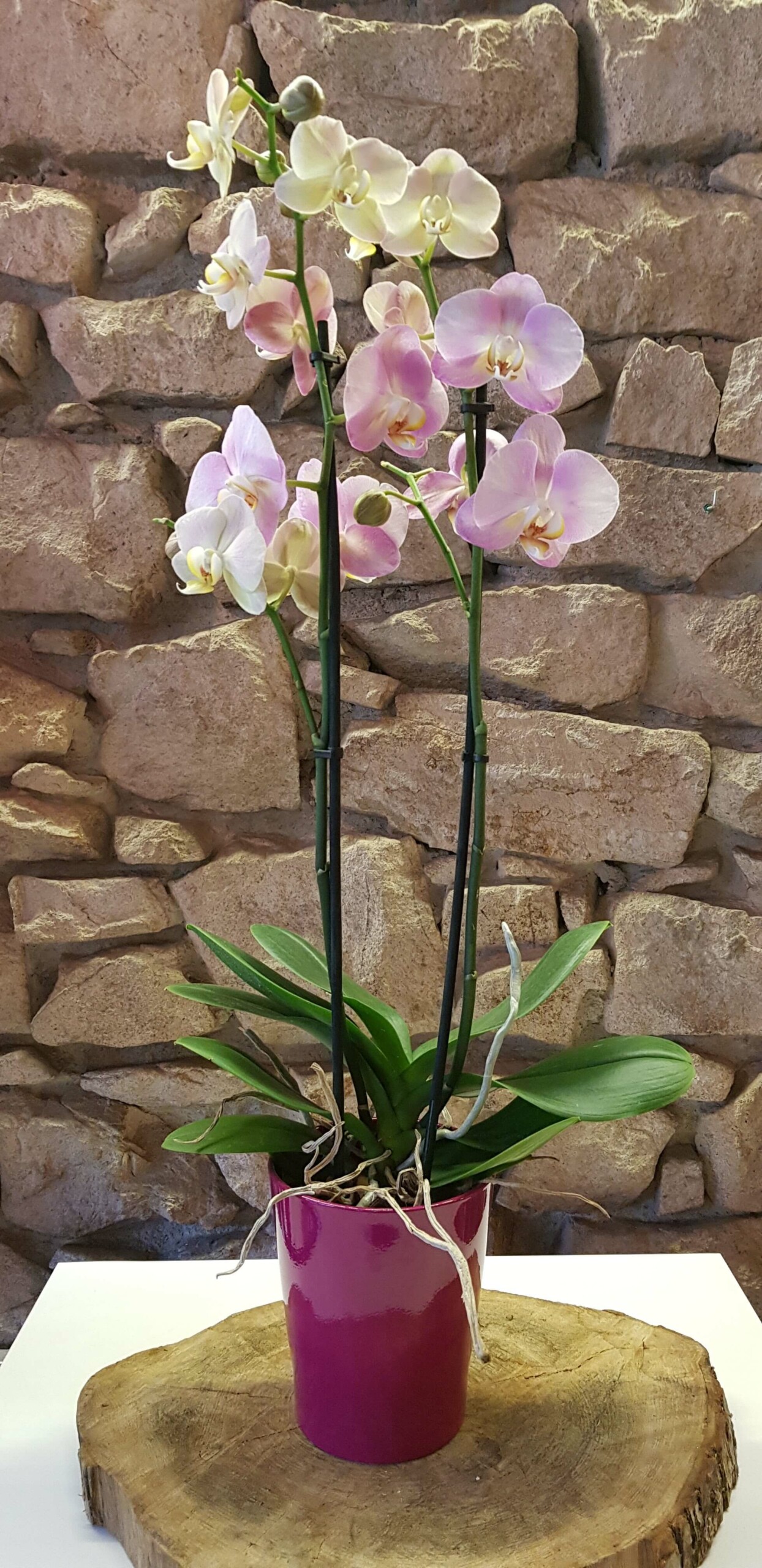 Les Jolies Choses Fleuriste Nantes Phalaenopsis Rose